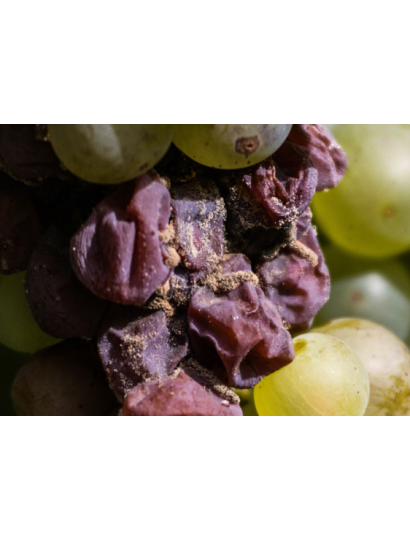 Oremus Tokaji Late Harvest 2021